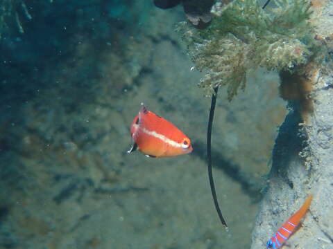 Image of Bodianus pulcher (Ayres 1854)