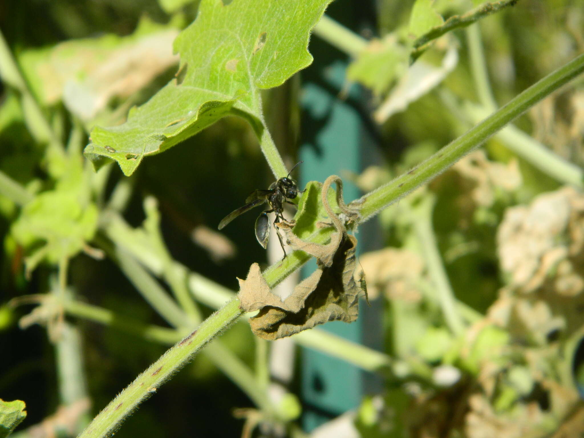 Image of Polybia ignobilis (Haliday 1836)