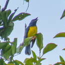 Image of Blue-backed Tanager