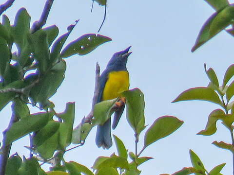 Image of Cyanicterus Bonaparte 1850