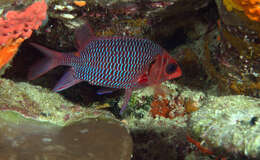 Image of Violet squirrelfish