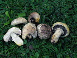 Agaricus iodosmus Heinem. 1965 resmi