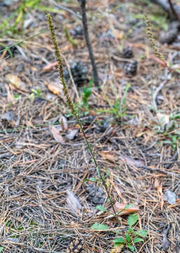 Image of Veronica spicata subsp. paczoskiana (Klokov) Kosachev