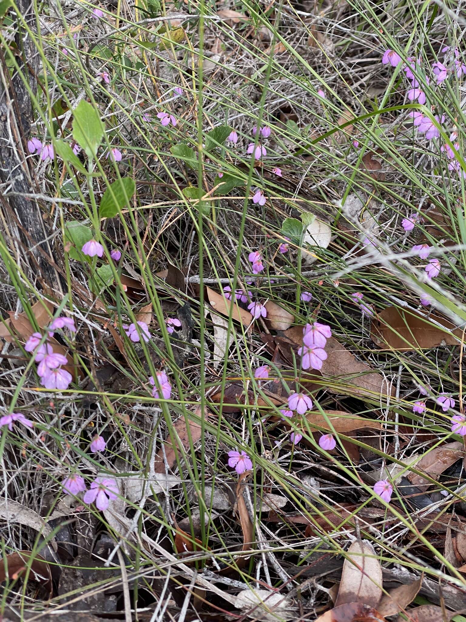 Imagem de Tetratheca affinis Endl.