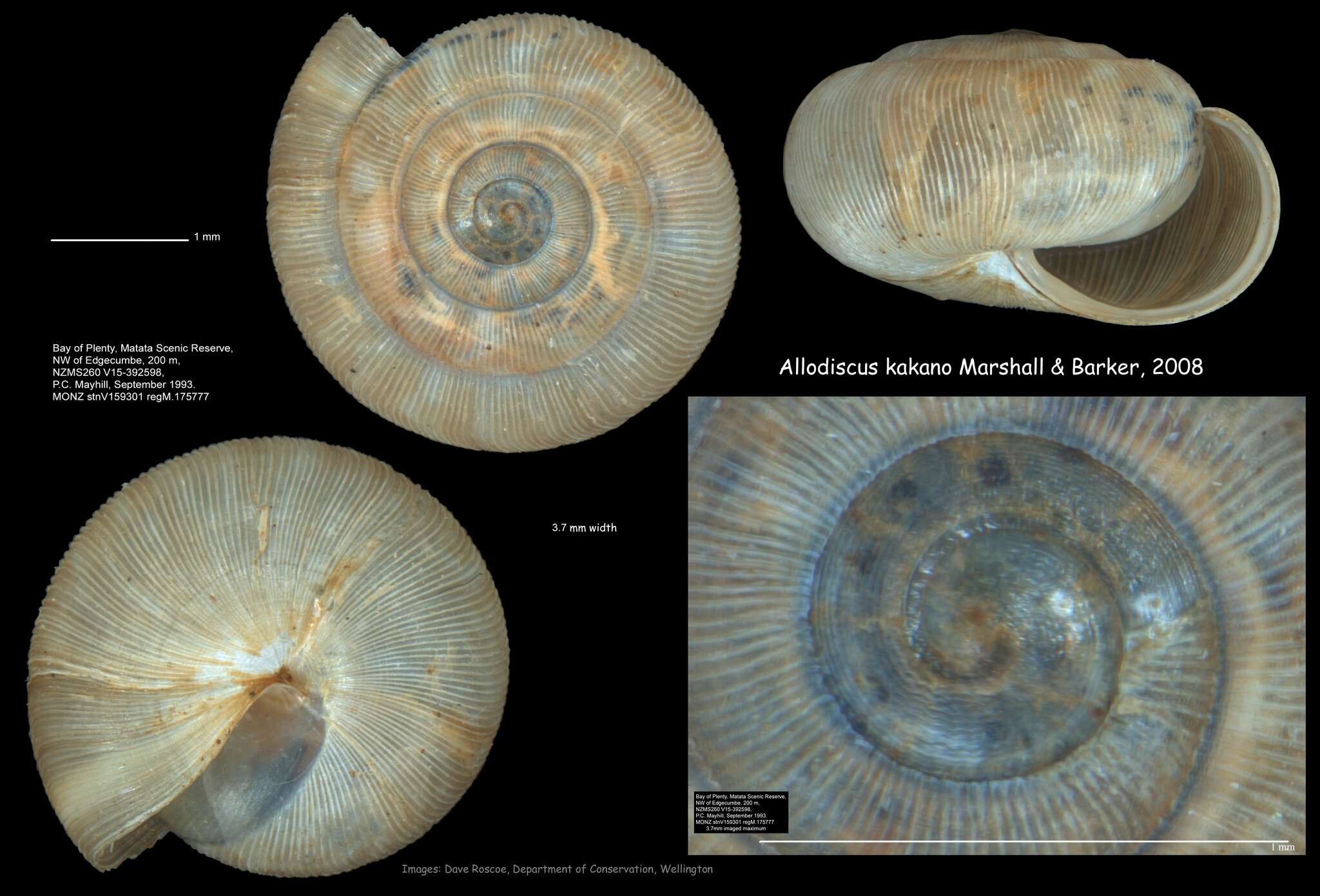 Plancia ëd Allodiscus kakano B. A. Marshall & Barker 2008