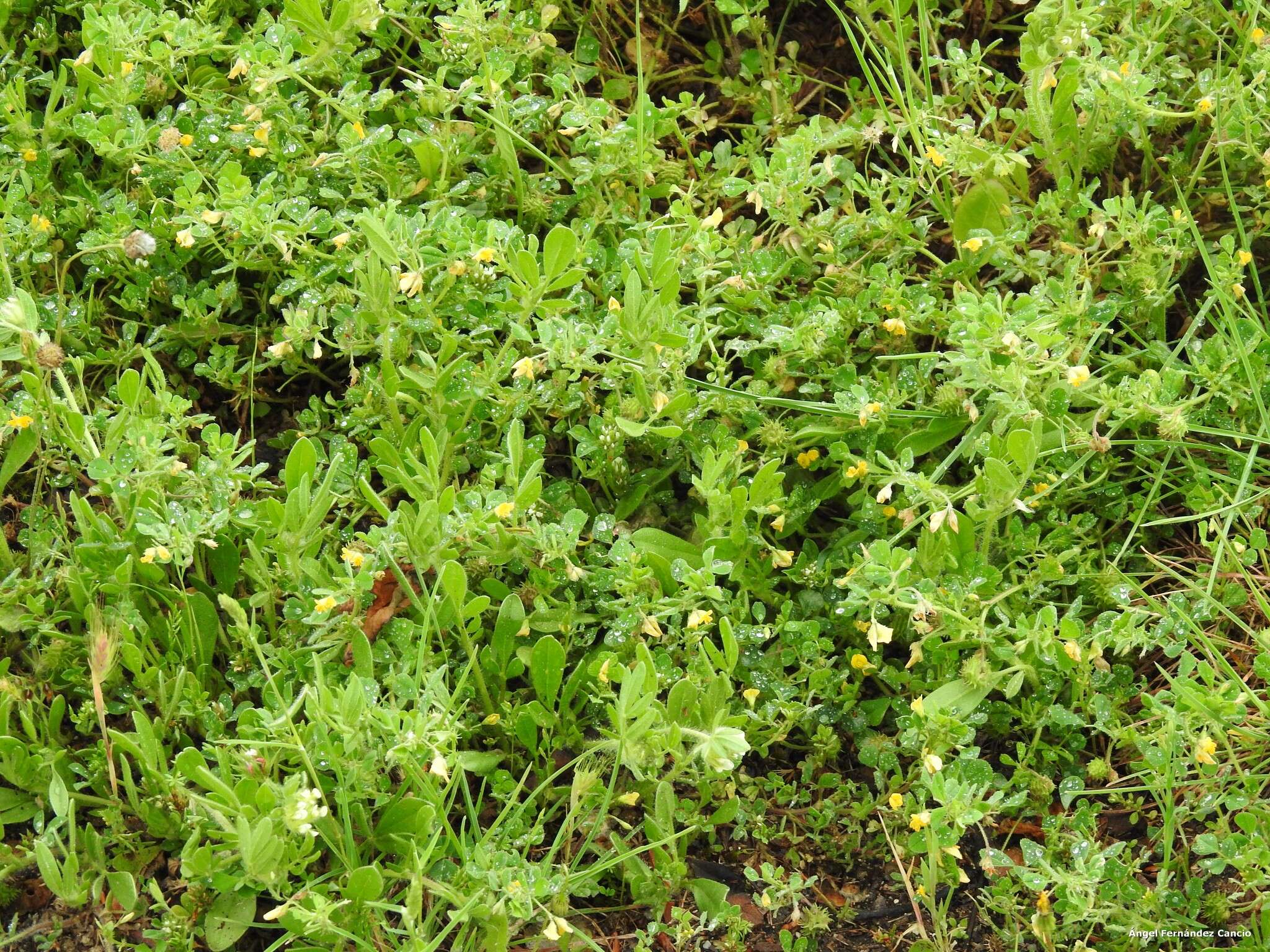 Plancia ëd Anthyllis cornicina L.