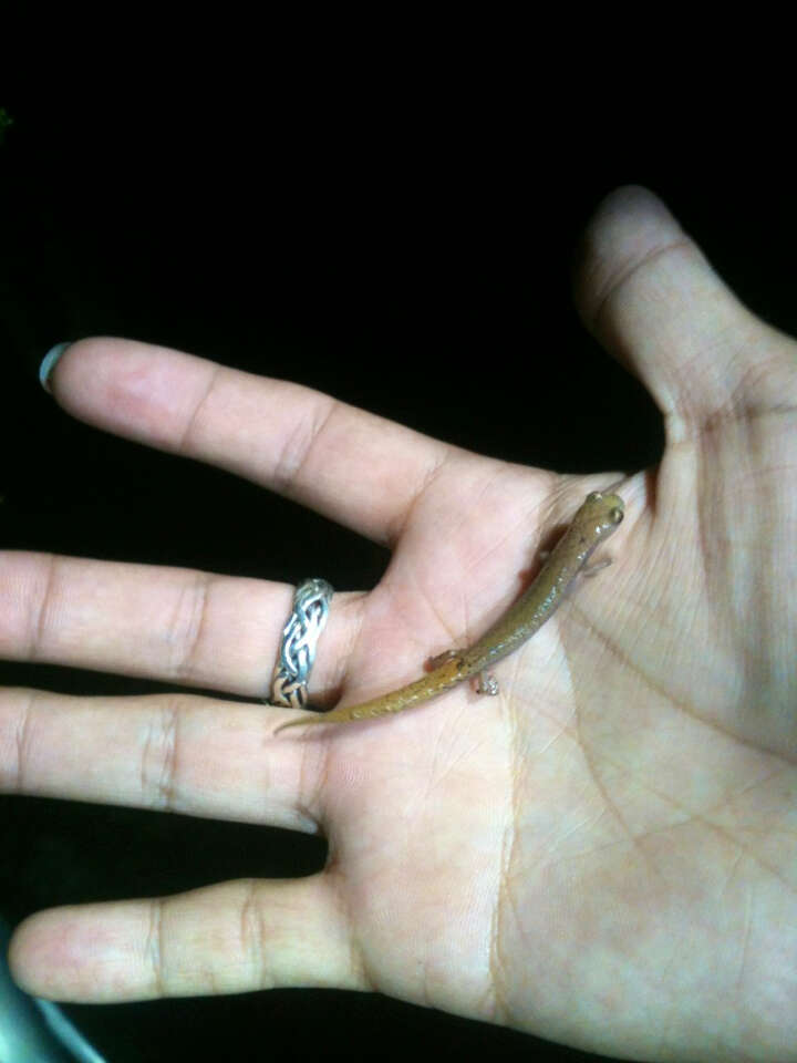 Image of Southern Banana Salamander