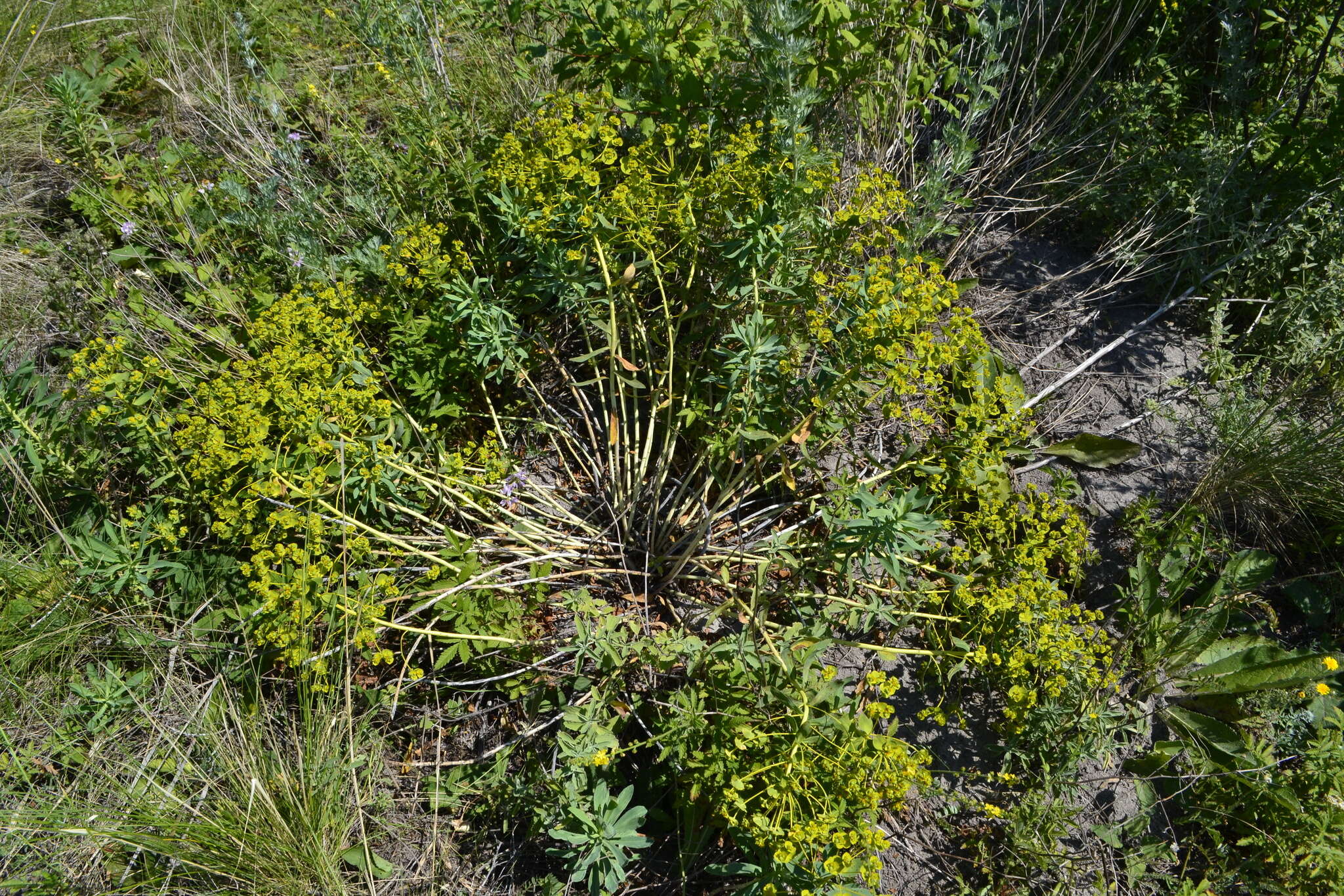 Image of Euphorbia stepposa Zoz ex Prokh.