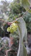 Image of Smilax tomentosa Kunth