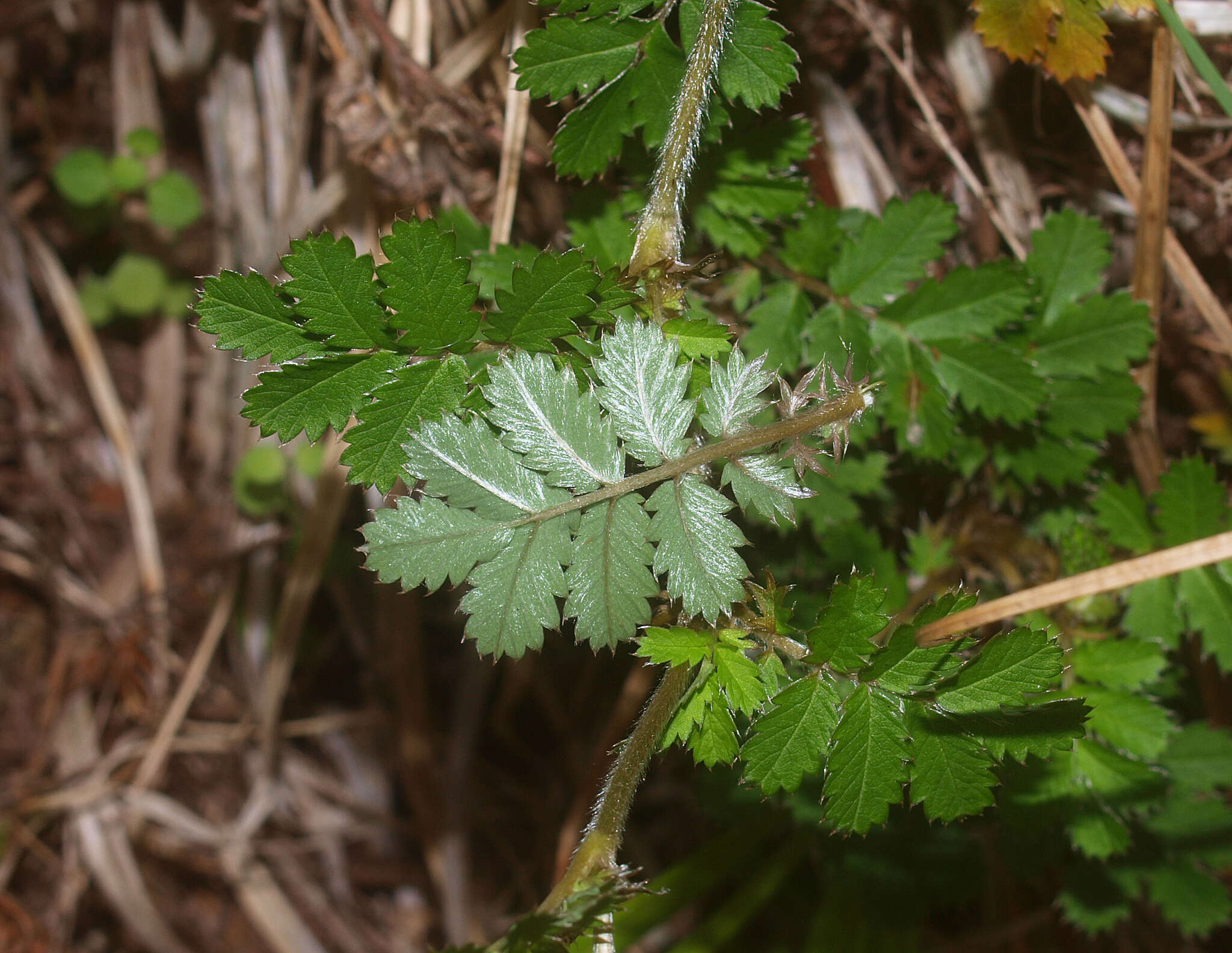 Imagem de Acaena anserinifolia (J. F. & G. Forst.) Druce