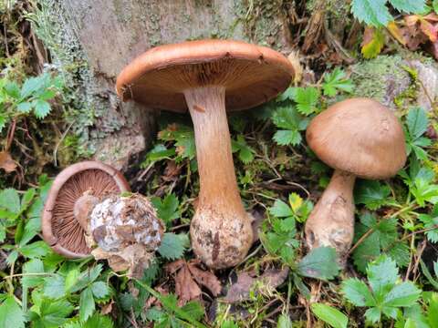 Image of Cortinarius quercophilus Y. Lamoureux, Lebeuf, A. Paul & J. Landry