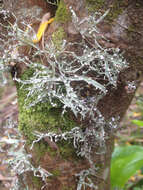 Image of cartilage lichen