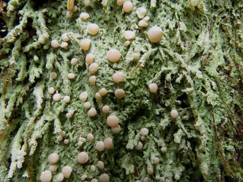 Image of peppermint drop lichen