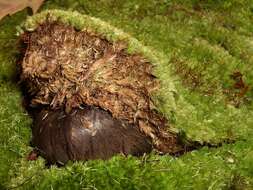 Image of Tricholoma pullum Ovrebo 1989