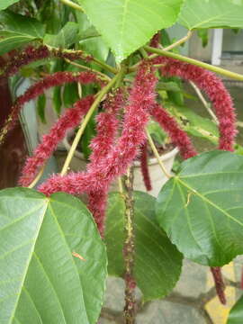 Imagem de Acalypha hispida Burm. fil.