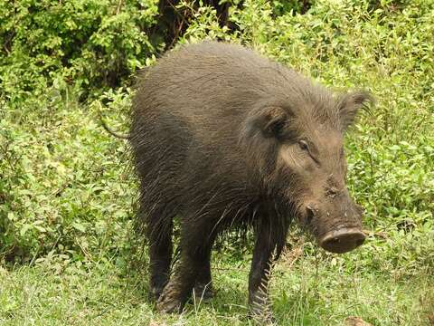 Image of Giant Forest Hogs