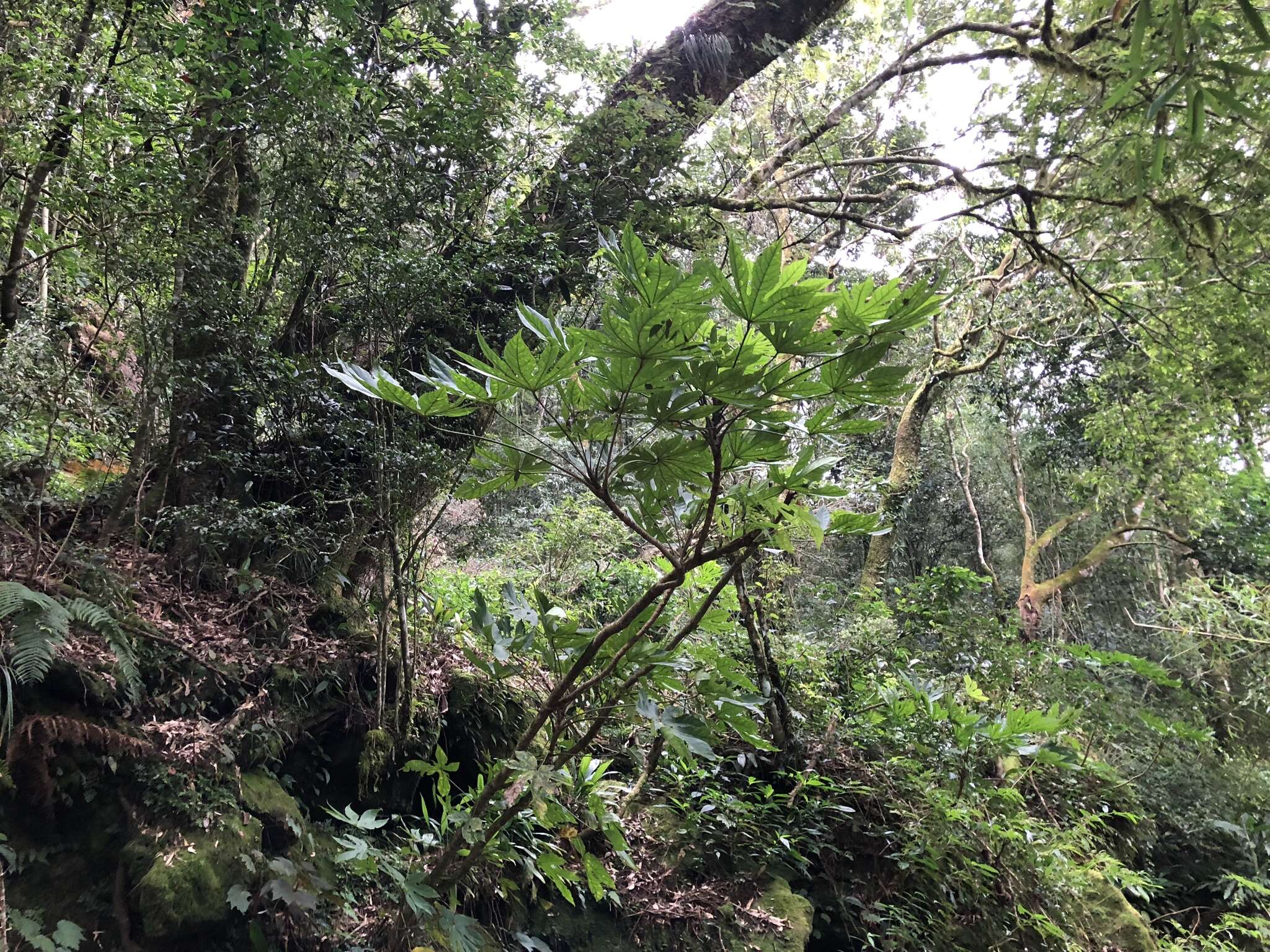 Image of Fatsia polycarpa Hayata