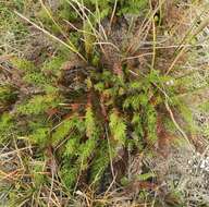 Слика од Limonium scabrum var. scabrum