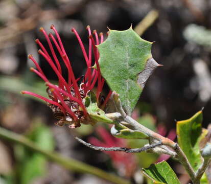 Image of Grevillea aquifolium Lindl.