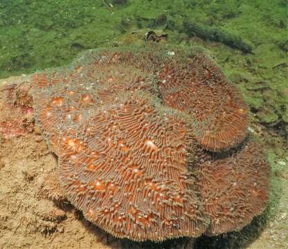 Image of stone-leaf coral