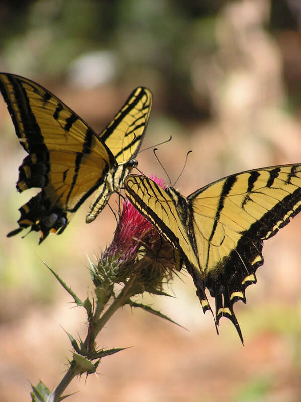 Sivun Papilio multicaudata Kirby 1884 kuva