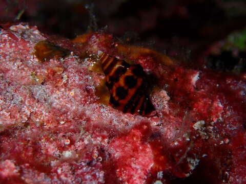 Plancia ëd Leucozonia tuberculata (Broderip 1833)