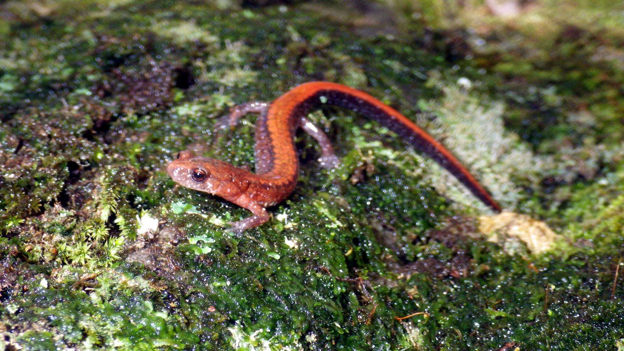 Image of Southern Redback Salamander