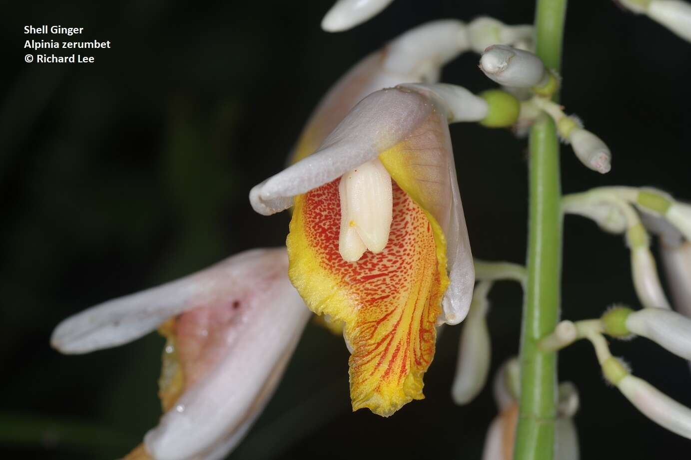 Image de Alpinia zerumbet (Pers.) B. L. Burtt & R. M. Sm.