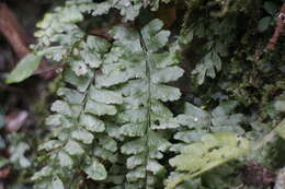 Image of Hymenasplenium adiantifrons (Hayata) Viane & S. Y. Dong