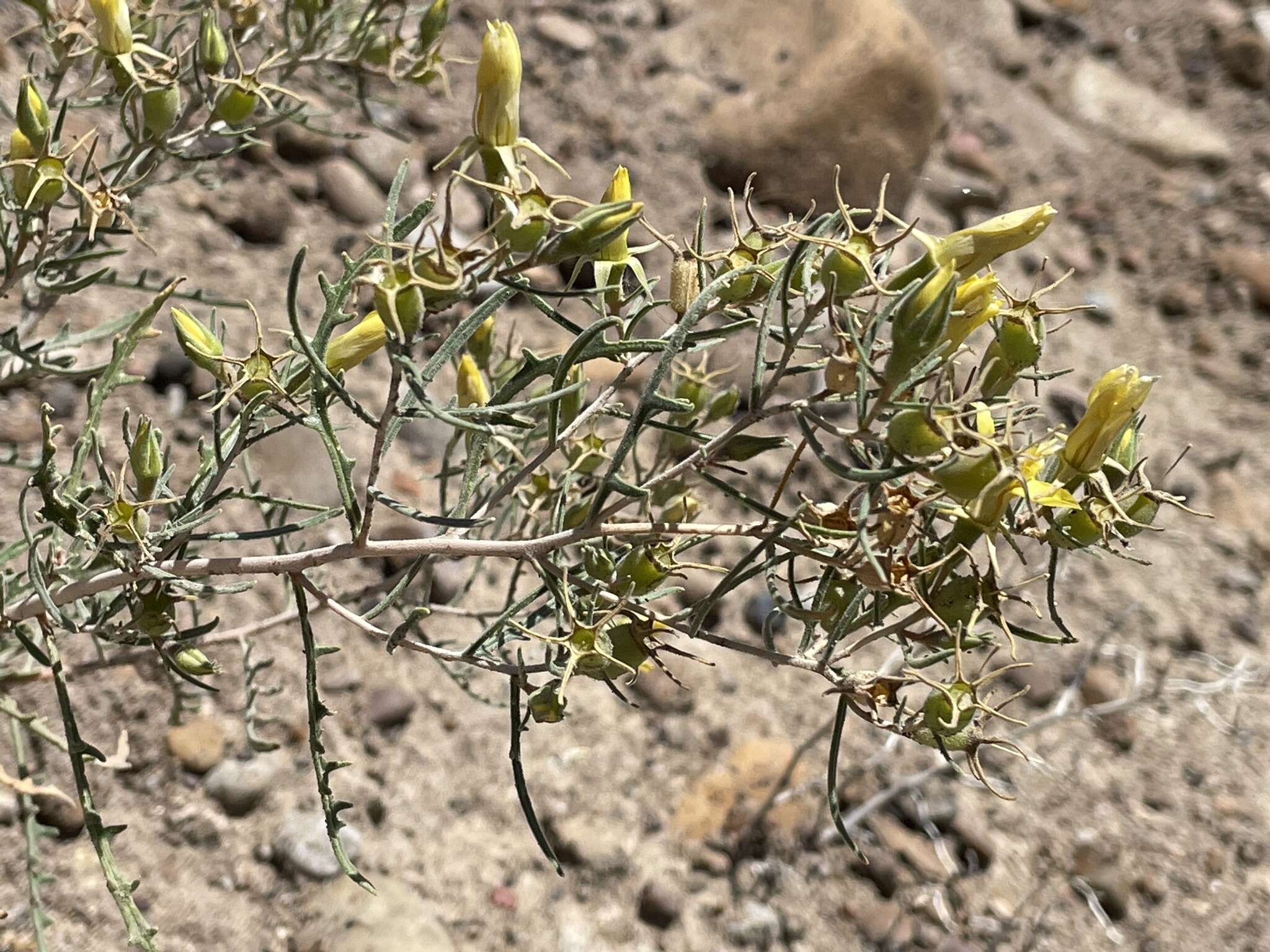 Image of Mentzelia sivinskii J. J. Schenk & L. Hufford