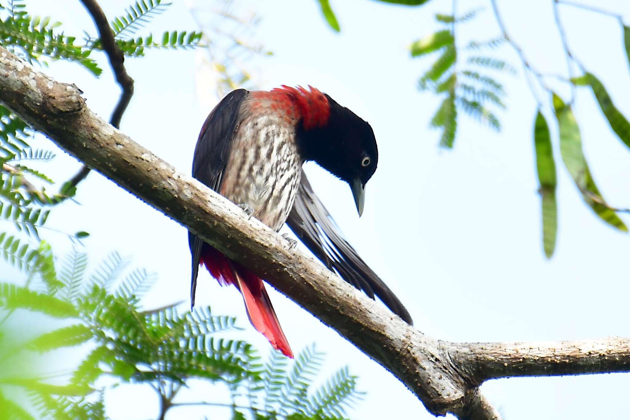 Image of Maroon Oriole