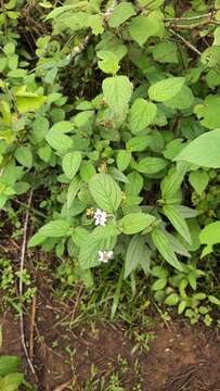 Image of Lantana horrida subsp. horrida