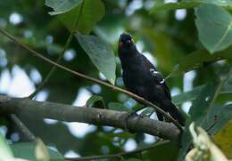 Image of White-shouldered Fire-eye