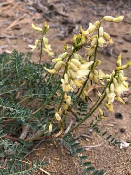 Image of curvepod milkvetch