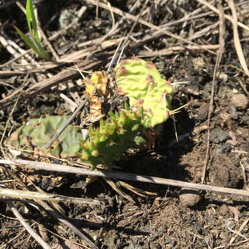 Image of Grassland Pricklypear