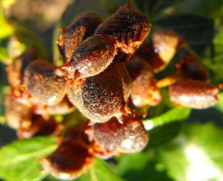 Image of Searsia populifolia (Sond.) Moffett