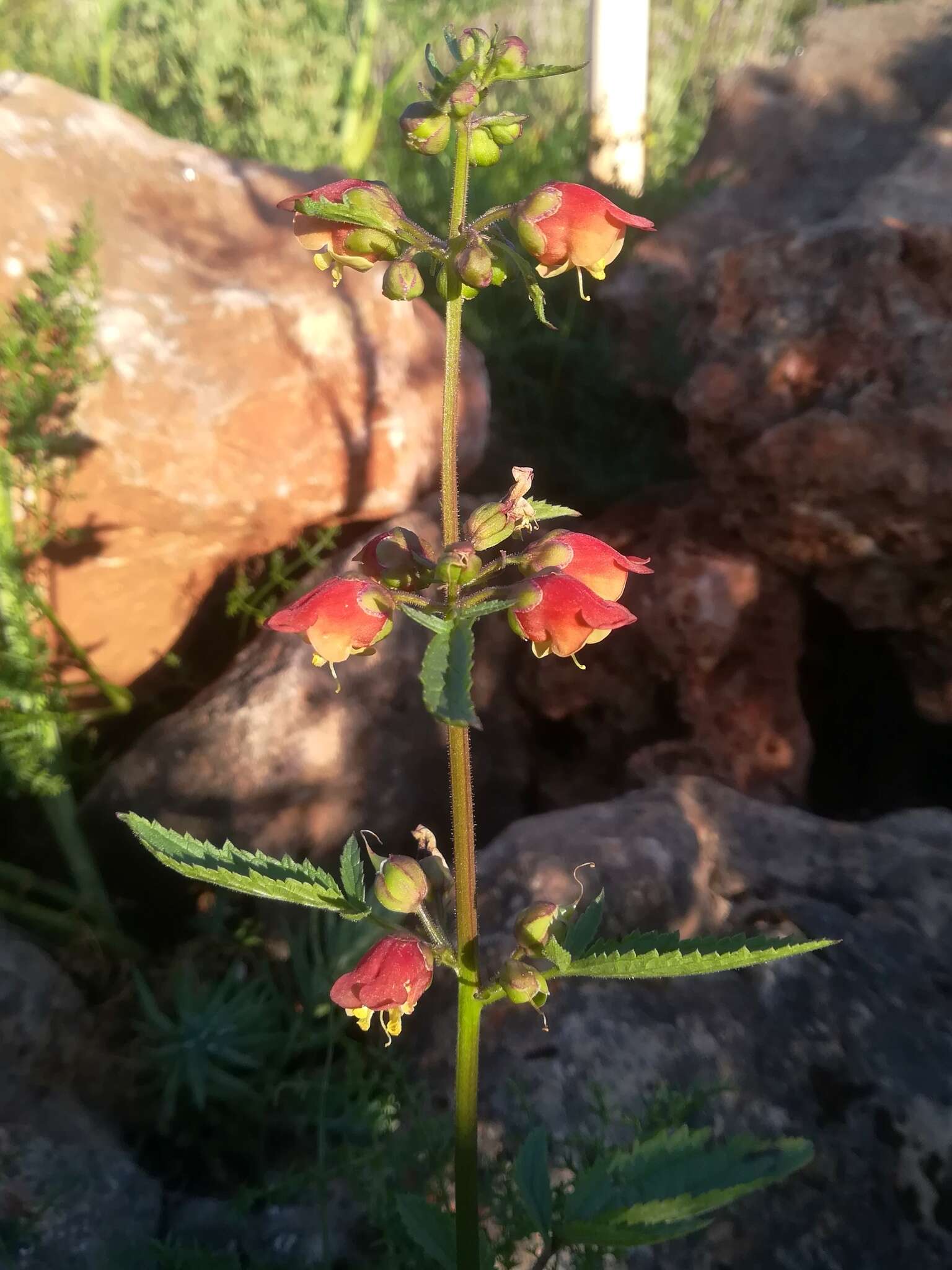 Scrophularia sambucifolia L. resmi