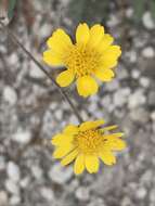 Image of ragleaf bahia