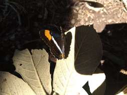 Image of Adelpha donysa