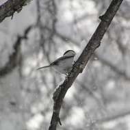 Image of Poecile montanus kamtschatkensis Bonaparte 1850