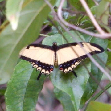 Plancia ëd Papilio thersites Fabricius 1775