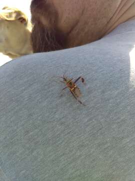 Image of western leaf-footed bug