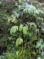 Image of Stauntonia purpurea Y. C. Liu & F. Y. Lu