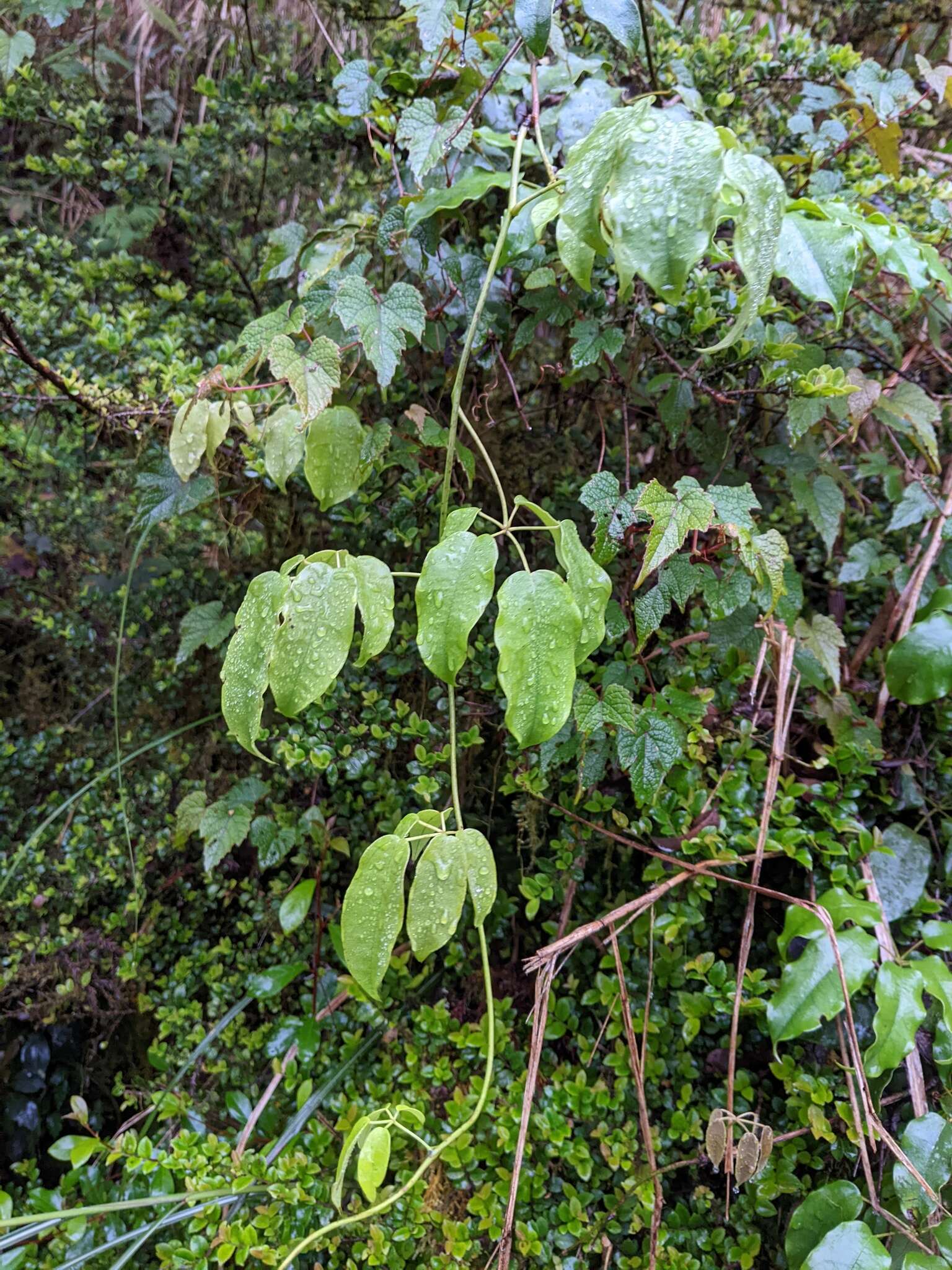 Image of Stauntonia purpurea Y. C. Liu & F. Y. Lu