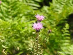 Image de Cirsium pyrenaicum (Jacq.) All.