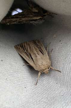 Image of shoulder-striped wainscot