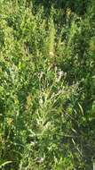 Image of Cirsium arvense var. vestitum Wimmer & Grabowski