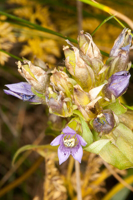 Image of Gentianella ramosa (Hegetschw.) J. Holub