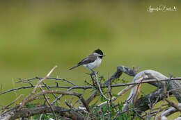 Image of Sombre Tit