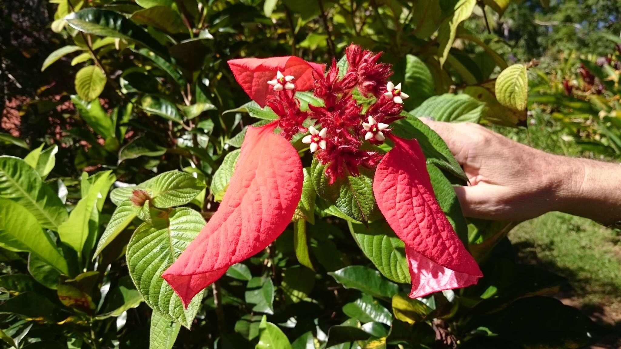 Image of red mussaenda